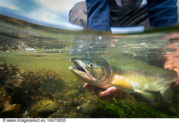Over-under shot of fly fisherman holding a rainbow trout