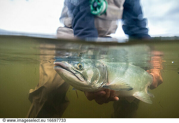 Over-under shot of fly fisherman holding an Alaskan Pink Salmon