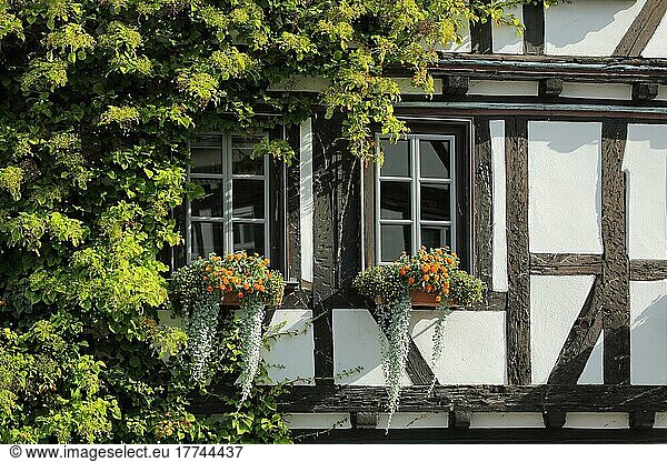 Overgrown house wall with ivy and shutters of the half-timbered house Style House in Bad Homburg  Hesse  Germany  Europe