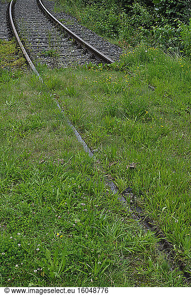 Overgrown railroad tracks