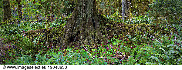 Overgrowth in the Hoh Rainforest of Olympic National Park  Washington.