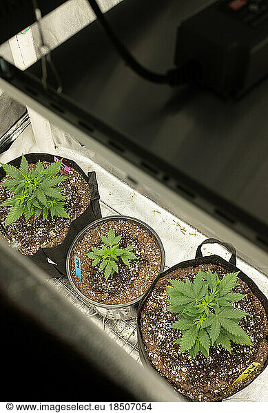 Overhead look at homegrown cannabis plants.