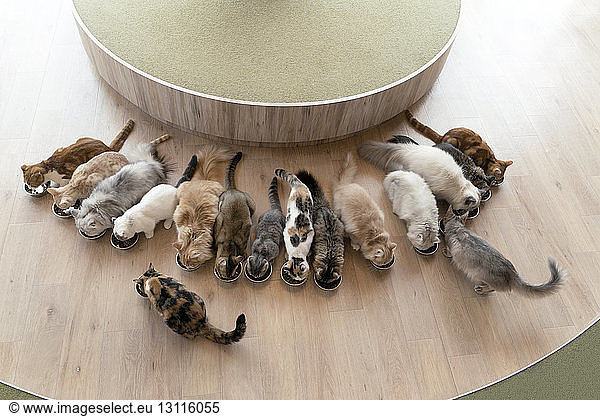 Overhead view of cats having meal on hardwood floor