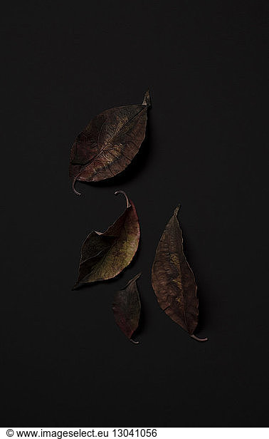 Overhead view of dry leaves over black background