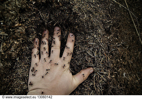 Overhead view of hand with ants on field