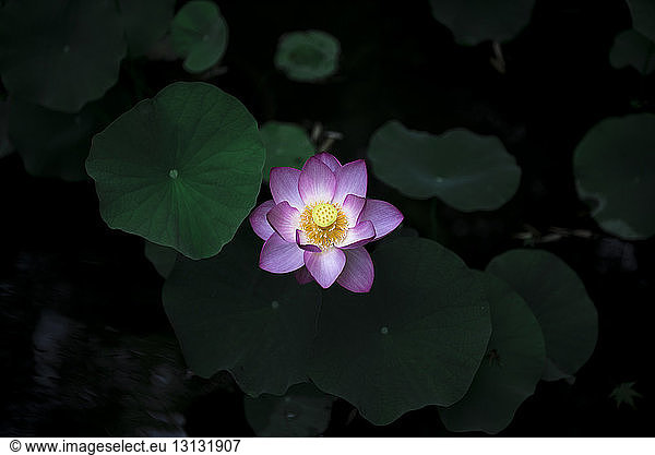 Overhead view of lotus water lily growing in pond