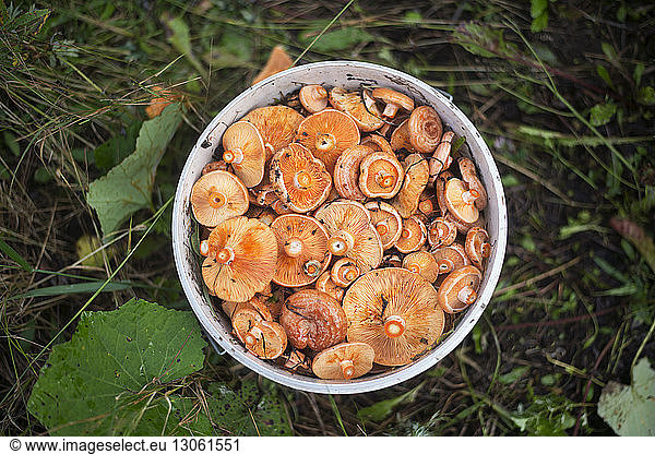 Overhead view of mushrooms in container on field
