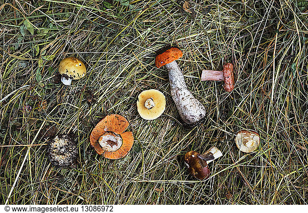Overhead view of mushrooms on dry grass