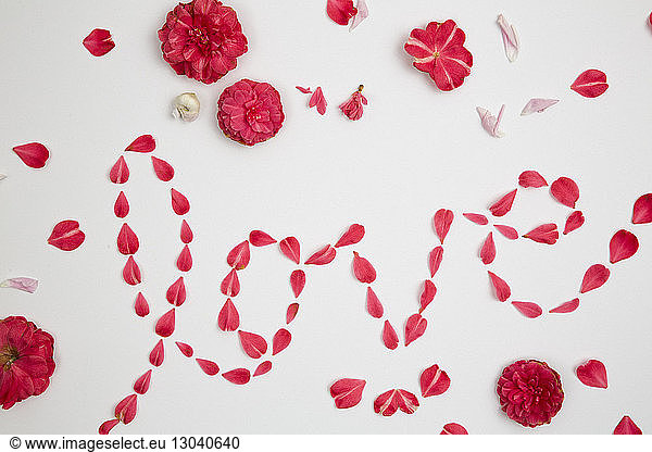 Overhead view of petals decorated as love text over white background