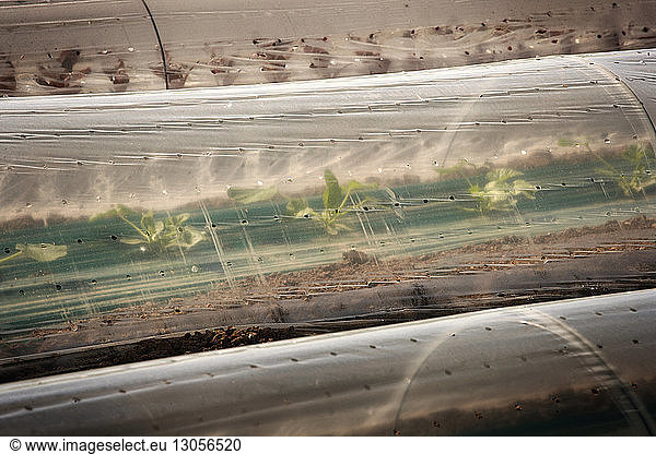 Overhead view of plants covered with plastic on agriculture field