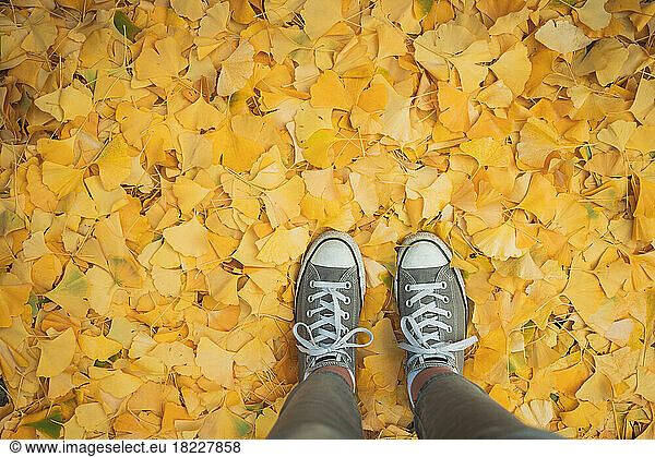 Overhead view of sneakers standing on carpet of yellow leaves in fall.