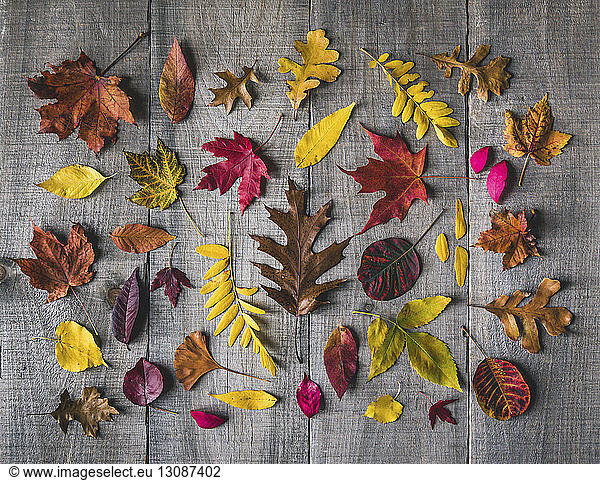 Overhead view of various leaves on wooden table during autumn