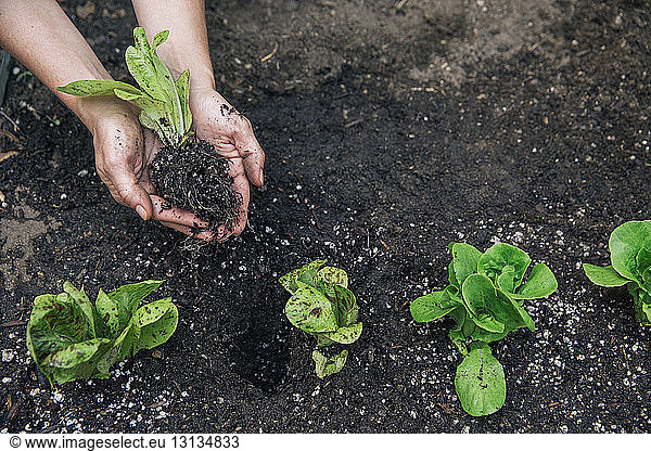 Overhead view of woman holding spinach plant in cupped hands on field
