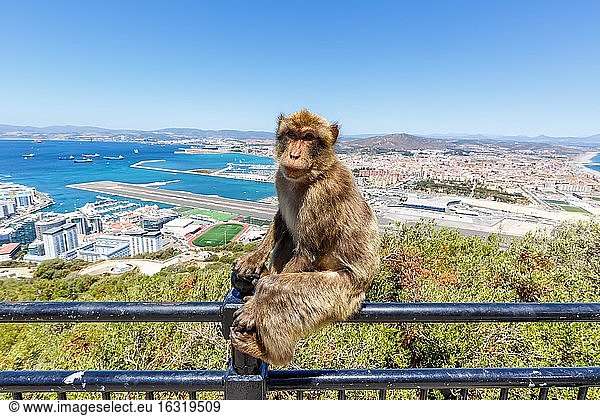 Overview Gibraltar Airport (GIB) with a macaque monkey  Gibraltar  Europe