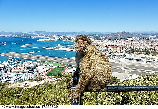 Overview Gibraltar Airport (GIB) with a macaque monkey in Gibraltar