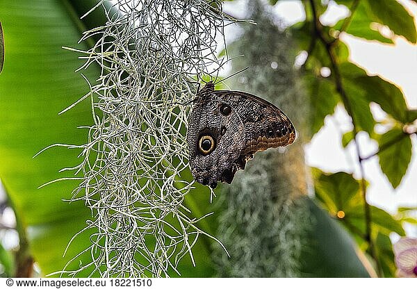 Owl butterfly (Caligo)  captive  Butterfly House in Maximilianpark Hamm  North Rhine-Westphalia  Germany  Europe