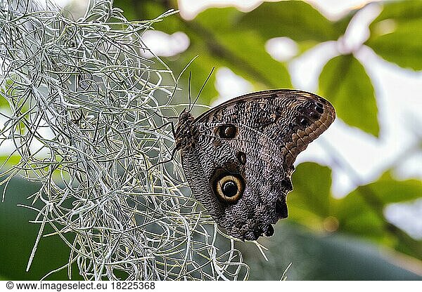 Owl butterfly (Caligo)  captive  Butterfly House in Maximilianpark Hamm  North Rhine-Westphalia  Germany  Europe