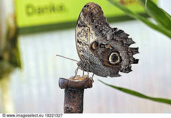 Owl butterfly (Caligo) feeding  captive  Butterfly House in Maximilianpark Hamm  North Rhine-Westphalia  Germany  Europe