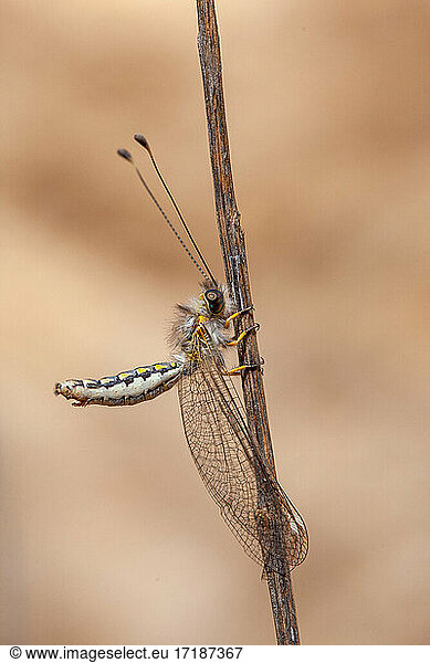 Owlfly (Ascalaphidae sp) on twig  Iran