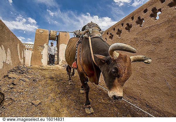Ox that is used to draw water from wells in rural Isfahan. Iran.
