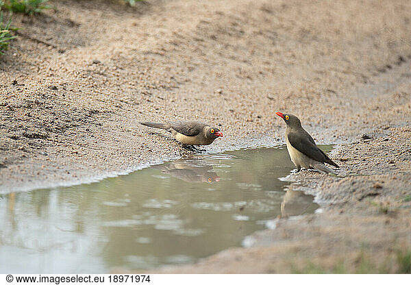 Oxpeckers  Buphagus africanus  drinking from a puddle.