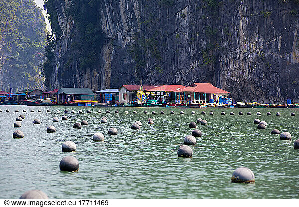 Oyster farm in Vung Vieng Fishing Village in Bai Tu Long Bay  Ha Long Bay  Vietnam; Vung Vieng  Bai Tu Long Bay  Vietnam