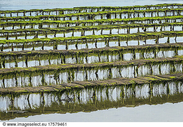 Oyster farming tables at low tide in the Ria d'Etel. Oysters of the Ria d'Etel  Morbihan  Brittany  France