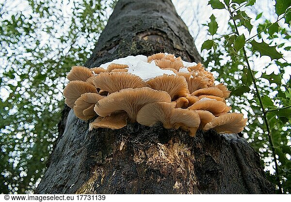 Oyster mushroom (Pleurotus ostreatus)  growing covered by snow on beech  Velbert  Germany  Europe