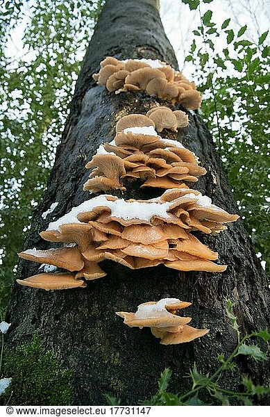 Oyster mushroom (Pleurotus ostreatus)  growing covered by snow on beech  Velbert  Germany  Europe