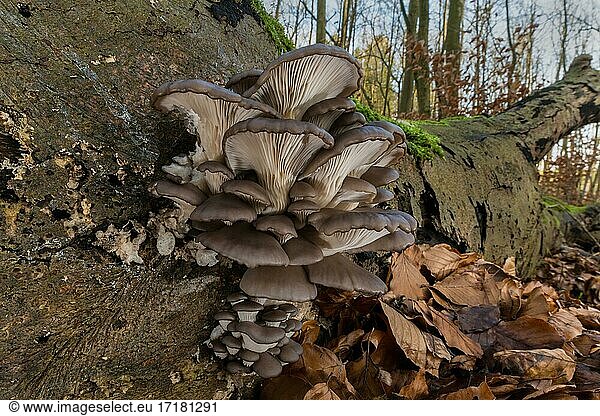 Oyster mushroom (Pleurotus ostreatus)  Kerbtäler Utecht  Mecklenburg-Western Pomerania  Germany  Europe