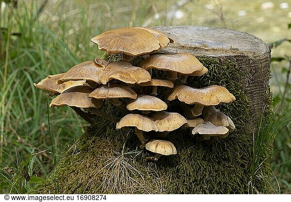 Oyster mushroom (Pleurotus ostreatus)  mushroom on mossy tree trunk  Upper Bavaria  Bavaria  Germany  Europe