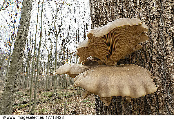 Oyster Mushrooms (Pleurotus ostreatus) growing from a tree trunk; London  Ontario  Canada
