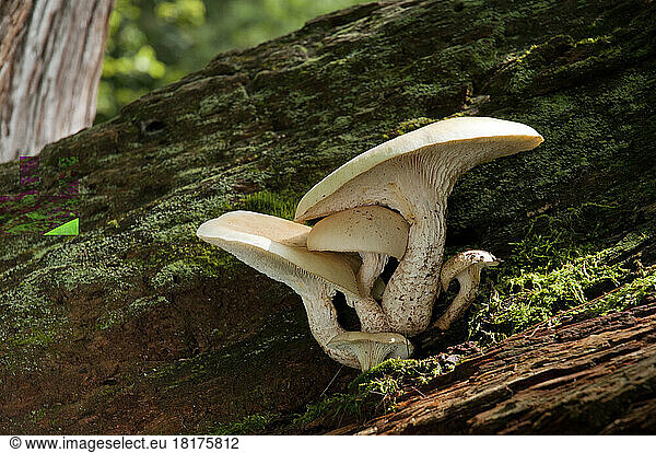 Oyster mushrooms  Pleurotus species  growing on moss-covered log.; Estabrook Woods  Concord  Massachusetts.