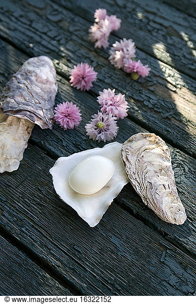 Oyster used as soap dish
