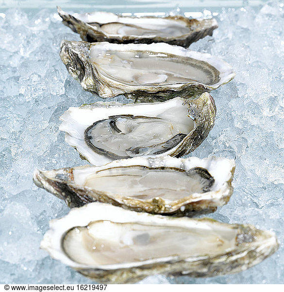 Oysters on crushed ice  close-up