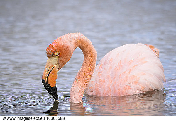 Ozeanien  Galapagos-Inseln  Santa Cruz  Amerikanischer Flamingo  Phoenicopterus ruber