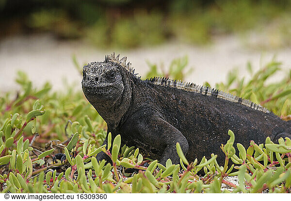 Ozeanien  Galapagos-Inseln  Santa Cruz  Meeresleguan  Amblyrhynchus cristatus  im Gras sitzend