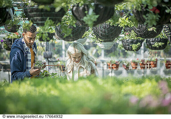 Paar beim Einkaufen von Pflanzen unter Blumenampeln im Gartengeschäft