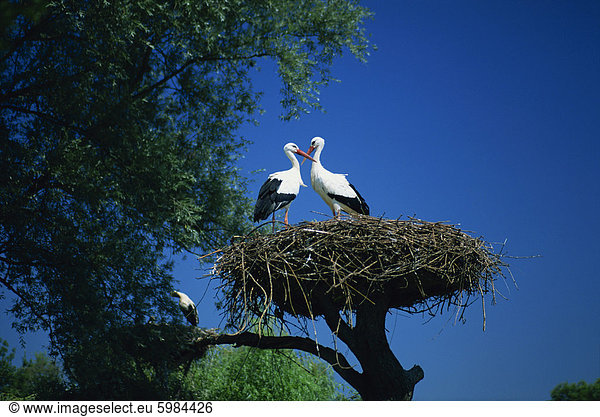 Paar Weissstorch (Ciconia Ciconia) am Nest, Hunawihr, Haut-Rhin, Elsass, Frankreich, Europa