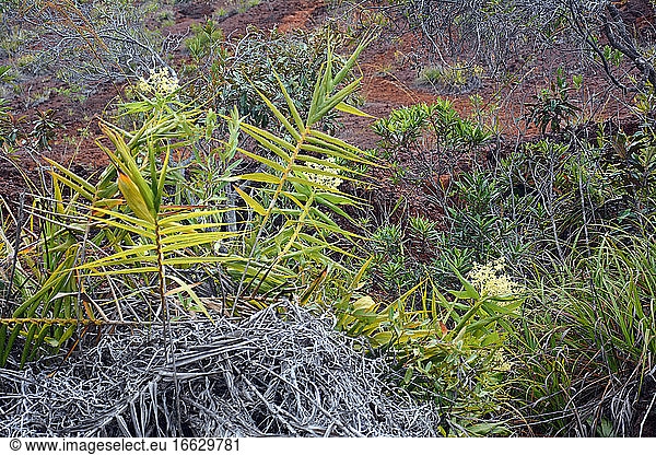 Pacific Bushcane (Flagellaria neocaledonica)  mining scrub  New Caledonia