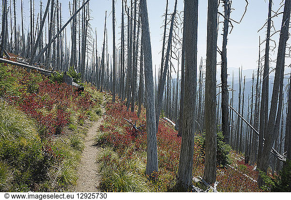 Pacific Crest Trail  the track through fire damaged forest in autumn  near Mount Rainer National Park  Washington