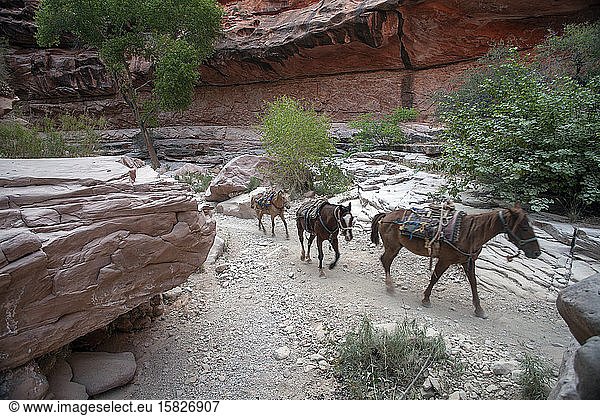 Pack horses run single file through rocky mountain terrain