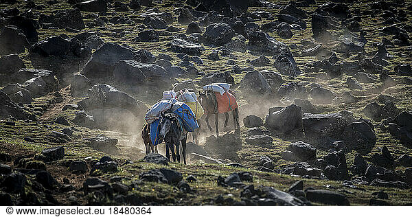 Pack horses with luggage walking amidst rocks on sunny day