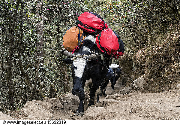 Packed cattle carrying luggage,  Solo Khumbu,  Nepal