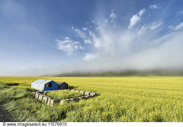 Paddy field  Menyuan  Qinghai Province  China