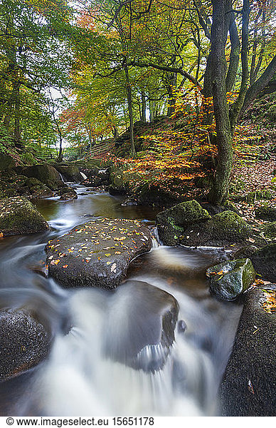 Padley Gorge in autumn colours  Peak District National Park  Derbyshire  England  United Kingdom