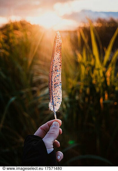 Painted pigeon feather at sunset