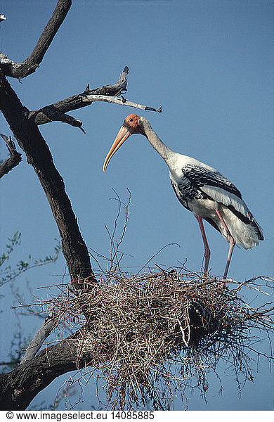 Painted stork at nest