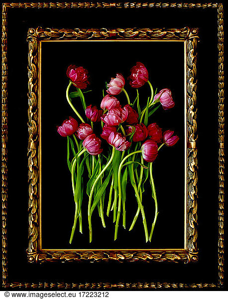 Painting of pink blooming tulips