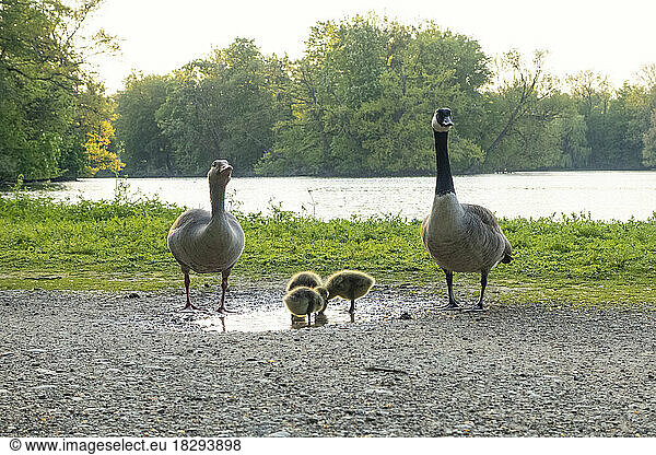 Pair of Canada Geese with goslings